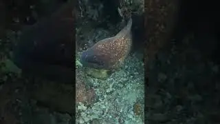 Gold Spotted Moray Eel Holding Position in the Coral 🐍🪸👀