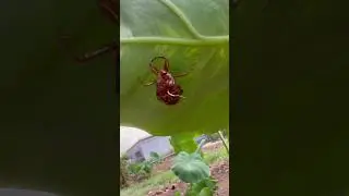 ANOTHER CICADA INSECT SHELL #shorts #cicada #insect #shell #youtubeshorts #shortvideo