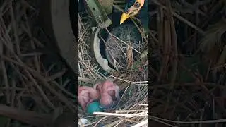 Myna bird gap (part 5) #shorts #shortsvideo #shortsfeed #ytshorts #short