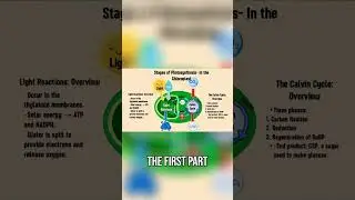 Unlocking the Secrets of Photosynthesis: A Simple Guide!