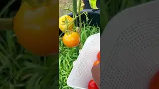 GROW ORGANIC FOOD! #veggieslover #tomato #gardening #garden #gardeningtips #organic #vegan #healthy