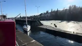 Small Sailboat Navigates Record Flow At Ballard Locks 