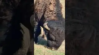 Feast for the Eyes: Bison Grazing at Rocky Mountain Arsenal National Wildlife Refuge