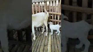 Baby Goat Drama: No Milk, Just Poop&hellip; Then a Quick Escape! 🐐💨💩 #cutefarmanimal #animals