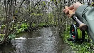 Tiny Creek Nymphing for Wild Brown Trout