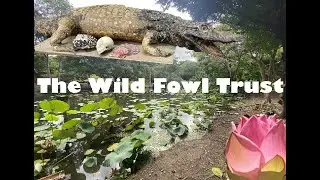 Wild Fowl Trust Video