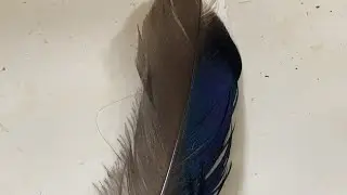 Magpie Feather