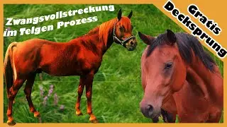 Ariane Telgen Prozess: Ich werde gepfändet - kostenloser Decksprung für Pferd Queenie als Trost