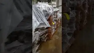 soon big bucks fresh plant  arrived in India February first week