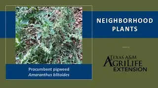Neighborhood Plants: Procumbent Pigweed
