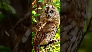 Curious owl looking at camera - A night bird caught in a day