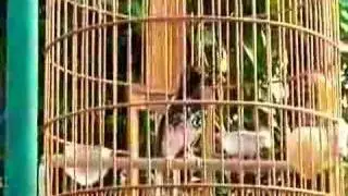 AK Ngeroll (1)
