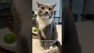Is your cat kind or mean? #cats #cat #funnycats #cute #tiktok #tiktokcats #fyp