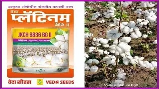 Crop BT Cotton Seed Platinum Best Yield Technology | Veda Seeds
