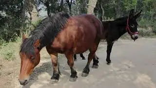 GR 92 15 Hortsaviny&agrave; Vallgorguina