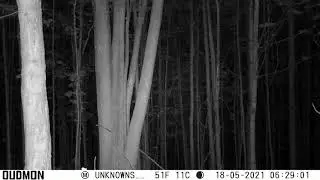 Something is breaking sticks.sounds like big sticks