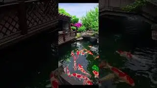 Koi Fish : Beauttfull koi in koi Pond