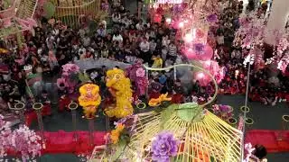 Superb Lion Dance