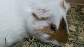 guinea pig does a rumble