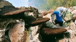 हाम्रो म्याग्दि तिर एसरी निकालिन्छ भिर मह्🐝A victim of honey #villagelifevlogs