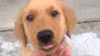Mackay the Golden Retriever Puppy