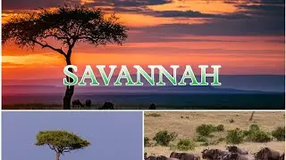 Savannah।। Africa,Savannah Grassland।। wild life of africa।। Savannah landscape।। wild life।।
