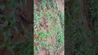 dabbi byadagi naru chilli