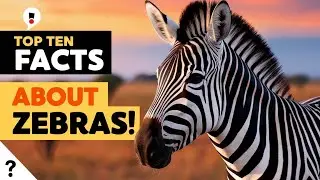 Top Ten Facts About Zebras!