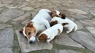 JACKRUSSELL YAVRULARIMIZ MEYDANA &Ccedil;IKTI