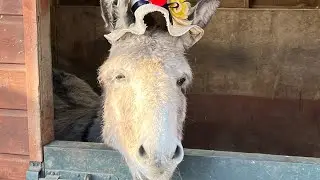 59: Happy New Year from Sid the Donkey #fun #funny #newyear #pets #donkey 