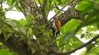 Common Flameback / Feuerr&uuml;ckenspecht (Dinopium javanense) - Puthanangadi, Kerala, India