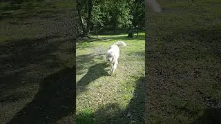 Chase and his fluffy tail 😍 💕 #greatpyrenees #dog #fluffy fluf