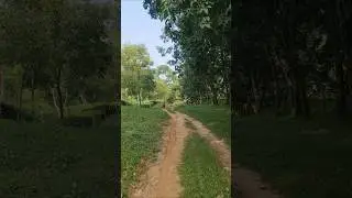 Tour Of Tea garden Sreemangal moulvibazar #tour #teagaren #hellosreemangal 🌿❤️🌿 @hellosreemangal
