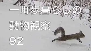 冬でもみんな逞しい！イノシシの交尾？も／去年までのクマとイノシシの出没日数のまとめ【一町歩暮らしの動物観察92】