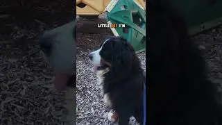 I&rsquo;m a big boy! #bernesemountaindog