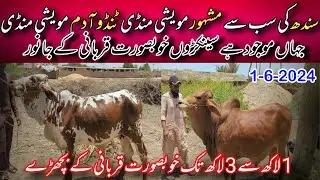 Tando Adam Mandi Cattle Rates Update | 1-June-2024 || Cow Mandi 2024