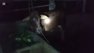 Ephemeral Fever of a bull