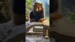 Red Panda Cute  #Red_Panda #Cute