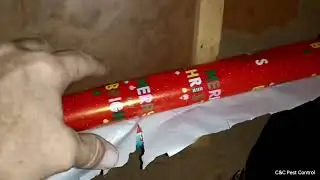 Termites hiding in a cupboard in Mary Valley