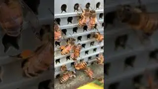 Watch Bees Work From Flower to Hive  #worker #beefeater #beekeeping #honey