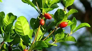 &ldquo;Miracle Fruit: The Berry That Rewires Your Taste Buds | Explained Deeply&rdquo;