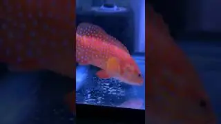 Miniatus Grouper #saltwater #pets #aquarium Predatory Fish #tropicalfish