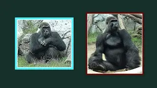 ▶️ Denny and Ekuba  🦍🎄🎁❄️