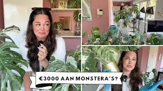 VAN €300 NAAR €3000 AAN MONSTERA VARIEGATA STEKKEN!? 😱 | MELISSA AARSSÉE