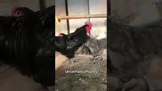 Top Quality Australorp Breeders