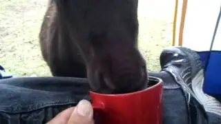 HORSE  TEA TIME