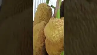 Huge Jackfruit growing