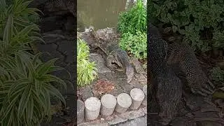 Варан в парке Люмпини. Бангкок .                  super gigantic lizard in fa Bangkok park Lumpini