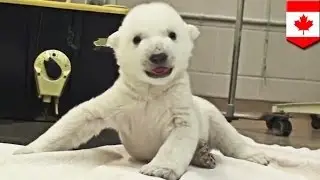 Baby polar bear cub is Toronto Zoo's cutest killing machine
