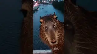 This Capybara Goes From Tiny to GIANT! 🦫💥